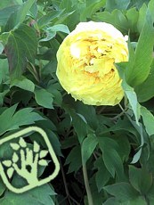 Paeonia suffruticosa 'Yellow Crown'