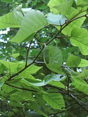 Betula pubescens