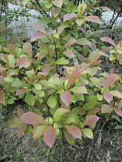 Viburnum fragrans ´Nana´ 