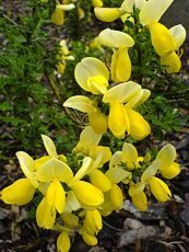 Cytisus scoparius ´Luna´