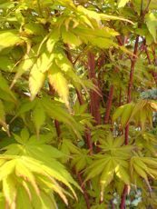Acer palmatum ´Sango Kaku´