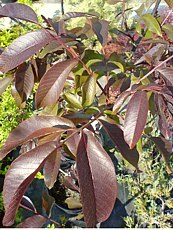 Juglans regia ´Purpurea´ 