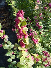 Symphoricarpos x doorenbosii ´Amethyst´