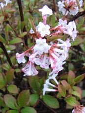 Viburnum fragrans 