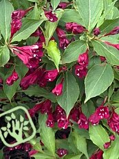 Weigela x hybrida ´Bristol Rubby´