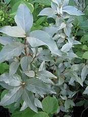 Elaeagnus commutata Elaeagnus commutata