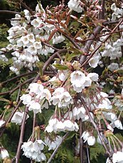 Prunus subhirtella ´Pendula´