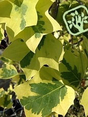 Liriodendron tulipifera´Variegata´