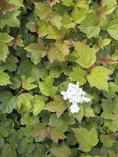 Viburnum opulus ‘Nanum’