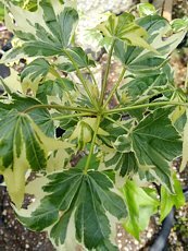 Liquidambar styraciflua 'Albomarginata Manon'