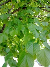 Tilia platyphylla Tilia platyphylla