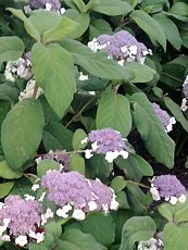 Hydrangea aspera´ Macrophylla´