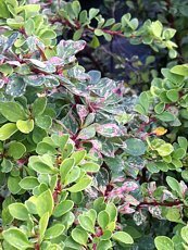 Berberis thunbergii ‘Star Burst’ Berberis thunbergii ‘Star Burst’