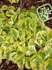 Cornus  florida ´Rainbow´