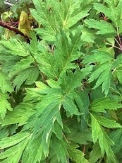 Paeonia delavayi