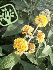 Buddleja x weyeriana