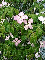 Cornus kousa ´Satomi´