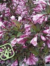 Weigela florida ‘Purpurea’