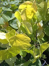 Cercis  canadensis ´Hearts of Gold´