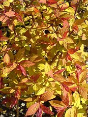 Spiraea japonica ‘Goldflame’ 