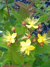 Hypericum androsaemum