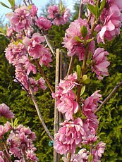 Prunus amygdaloides ´Rubre Pleno´