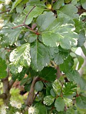 Crataegus laevigata ´Gireoudii´ 