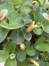 Salix nakamurana var. Yezoalpina
