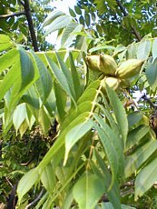 Juglans cinerea 