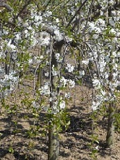 Prunus avium ´Pendula´