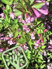 Weigela florida ‘Rumba’