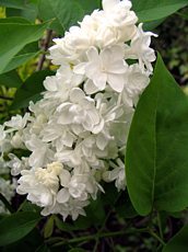 Syringa vulgaris´Madame Lemoine' 