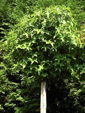 Liquidambar styraciflua´Gum Ball´