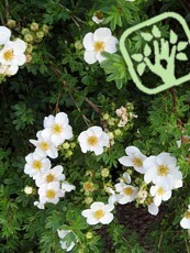 Potentilla fruticosa ´Abbotswood´