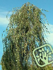 Betula pendula ´Tristis´