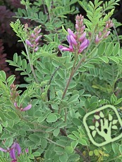 Indigofera heterantha