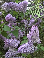 Syringa vulgaris