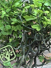 Poncirus trifoliata ´Flying Dragon´