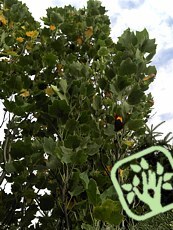 Liriodendron tulipifera´Fastigiatum´