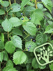 Viburnum dentatum 'Christom' Blue Muffin´ 