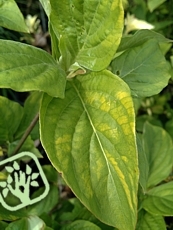 Cornus nuttalii Gold Spot