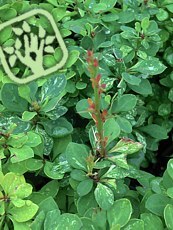 Berberis thunbergii ´Pow-wow´ Berberis thunbergii ´Pow-wow´