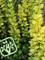 Berberis thunbergii ´Golden Torch´