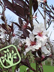 Prunus persica ´Purpurea´