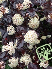 Physocarpus opulifolius ´Diablo´ 