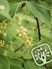Euonymus latifolius Euonymus latifolius