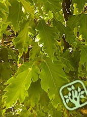 Fagus sylvatica ´Rohan Gold´ Fagus sylvatica ´Rohan Gold´