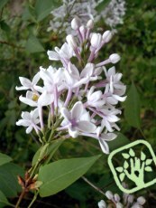 Syringa chinensis