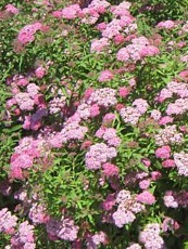 Spiraea bumalda ‘Anthony Waterer’  