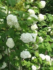 Viburnum opulus ´Sterile´